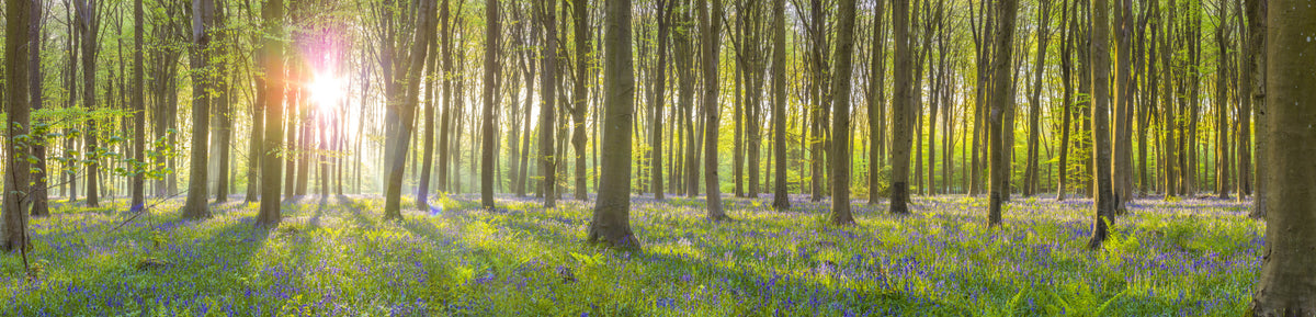 Verzaubertes Bluebell -Glade -Wandbild in your room — zoomed