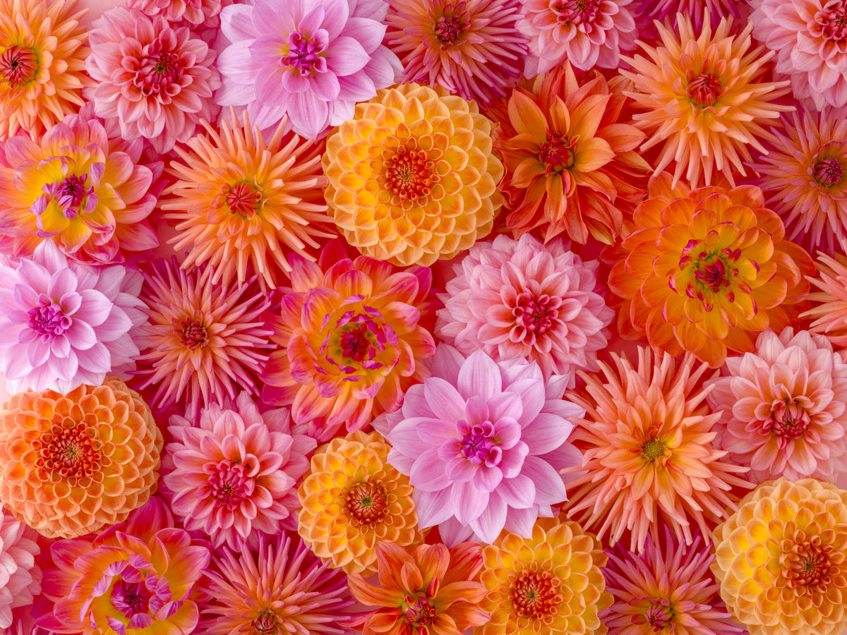 Dahlia Dream Wall Mural in your room