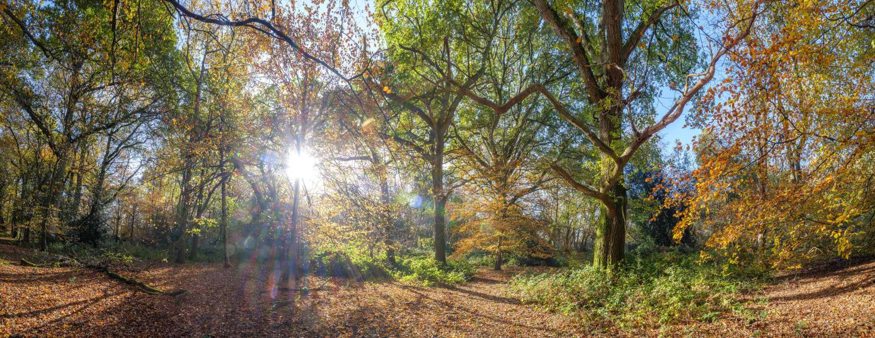 Autumnal Sunbeams Wall Mural