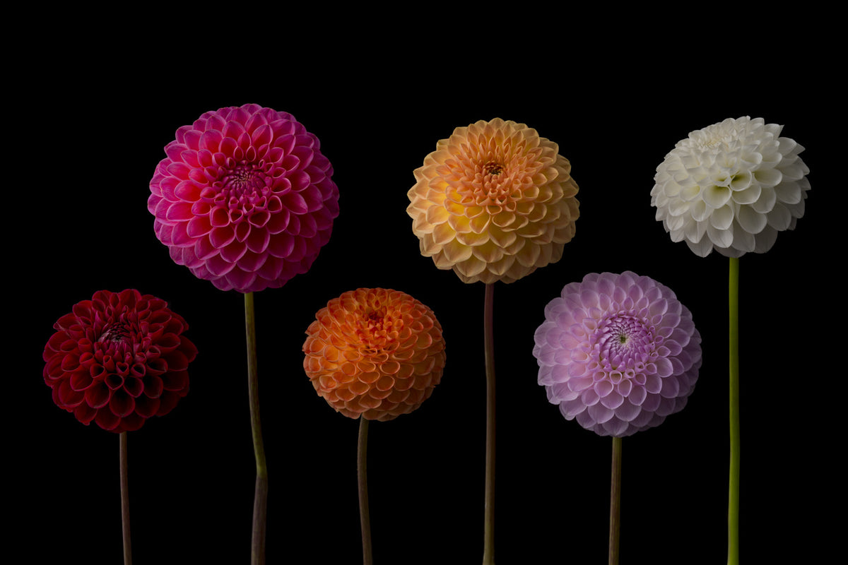 Murale muro di spettro dahlia in your room — zoomed