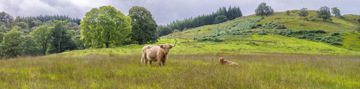 Scottish Pastoral Wall Mural in your room — zoomed