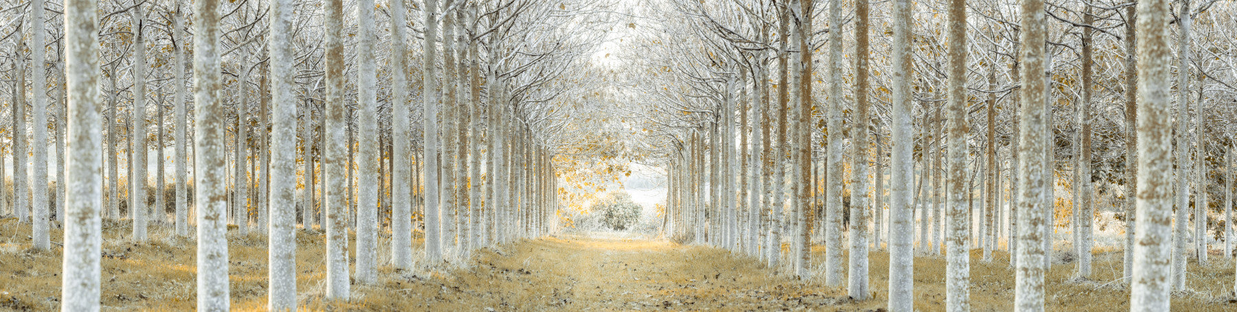 Perfectly Aligned Trees in Forest Wall Mural