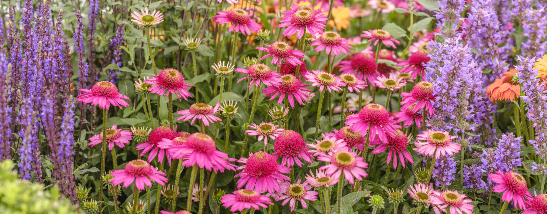 Gartenharmonie im Blüte Wandmalerei
