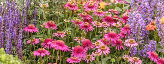 Gartenharmonie im Blüte Wandmalerei