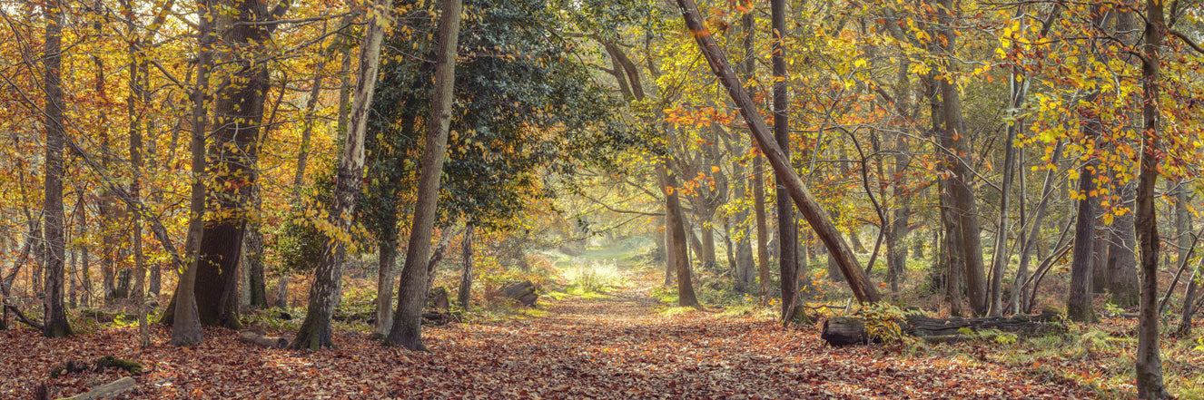 Friedliche Herbstweg Wandmalerei