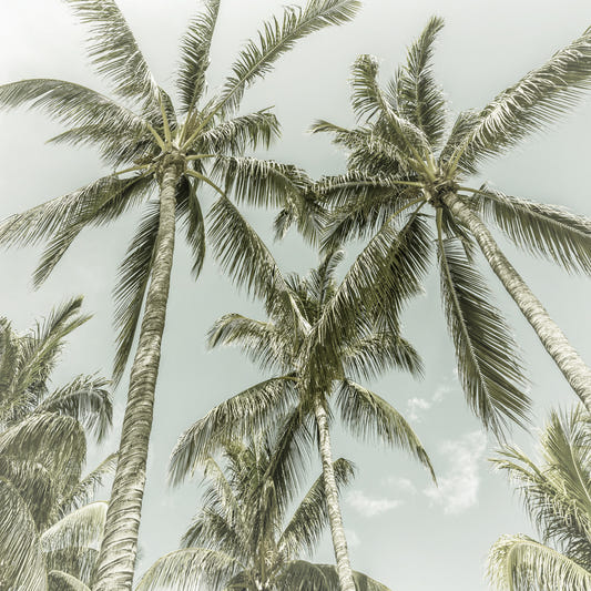 Lovely Palm Trees | Vintage Wall Mural