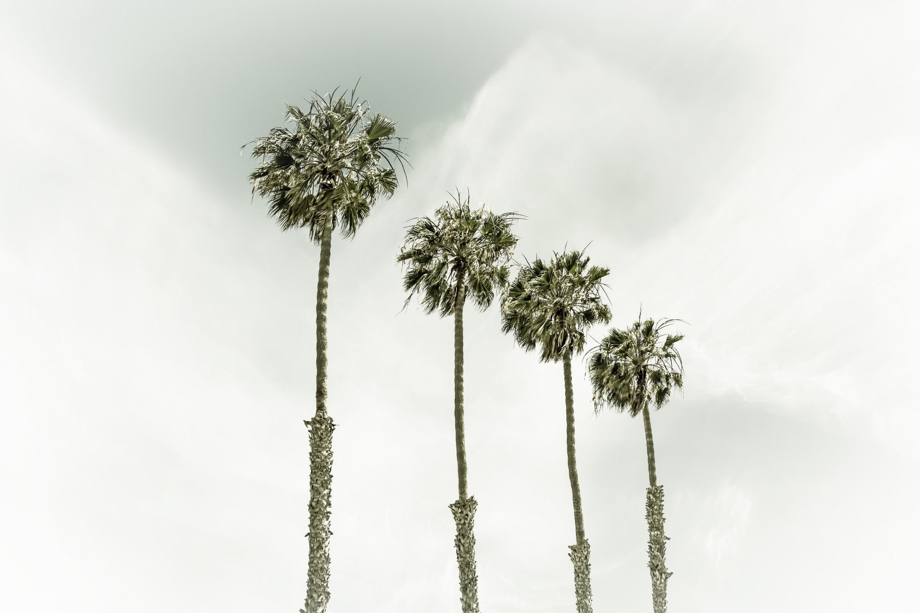 Palm Trees at the beach | Vintage Wall Mural