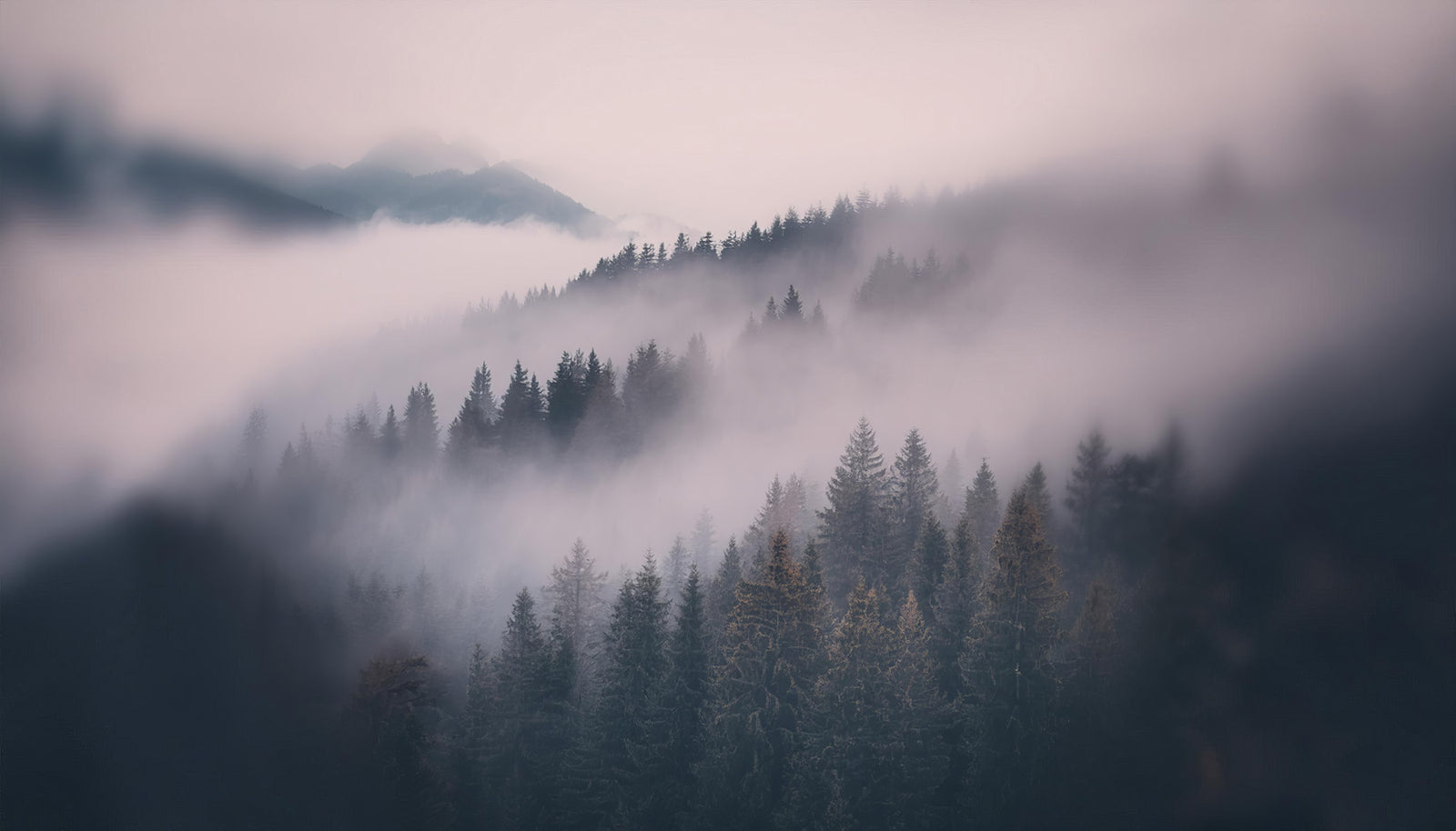 Whispers of the Misty Woods Wall Mural