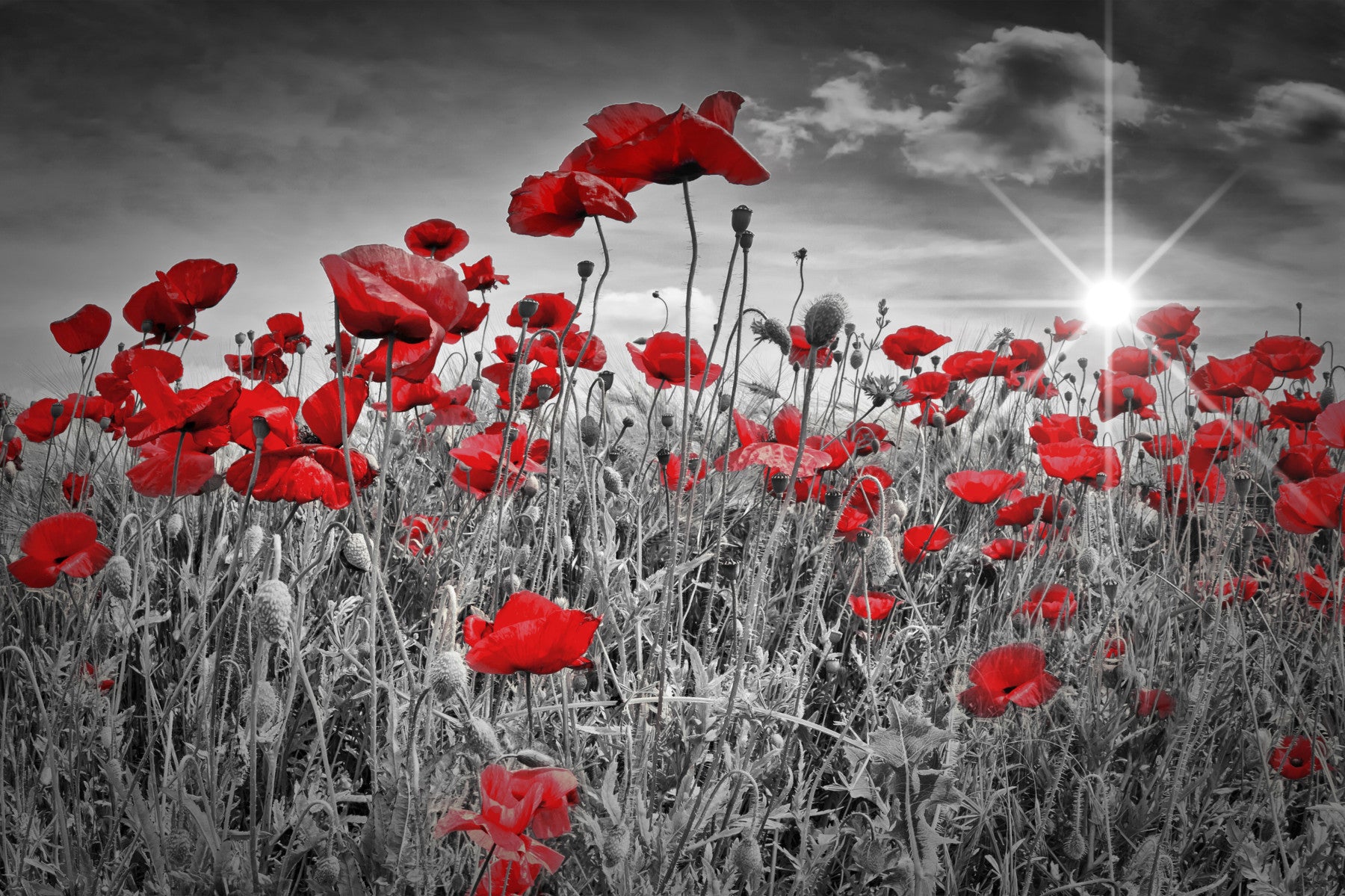 Idyllisches Feld von Mohn mit Sonnenmallwand