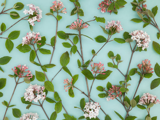 Viburnum juddii fleurs mural mural