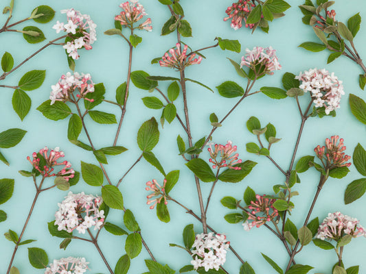 Viburnum Juddi Blumen Wandmalerei