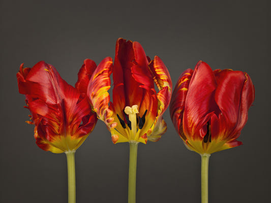 Trois peintures murales Rococo Tulips