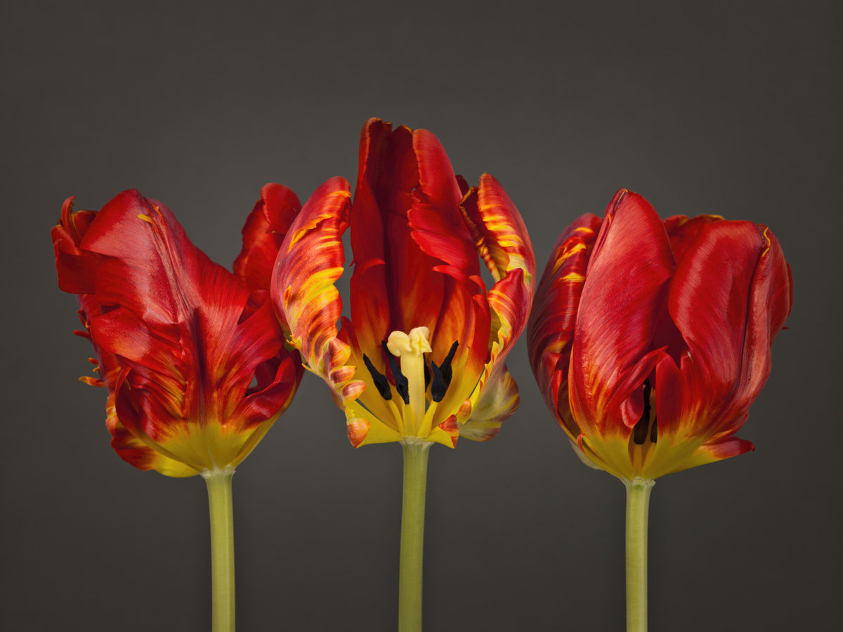 Three Rococo Tulips Wall Mural in your room — zoomed
