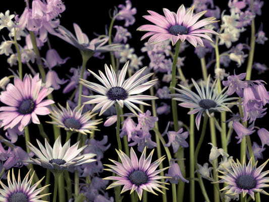 Eng blomster vægmaleri