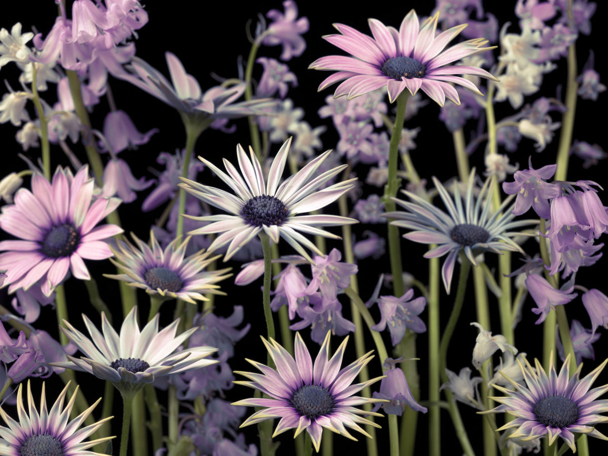 Meadow Flowers Mural