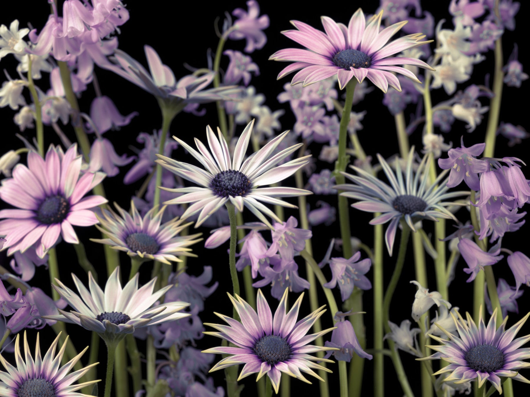 Meadow flowers Wall Mural