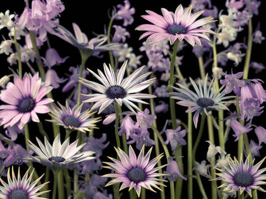 Wiese Blumen Wandmalerei