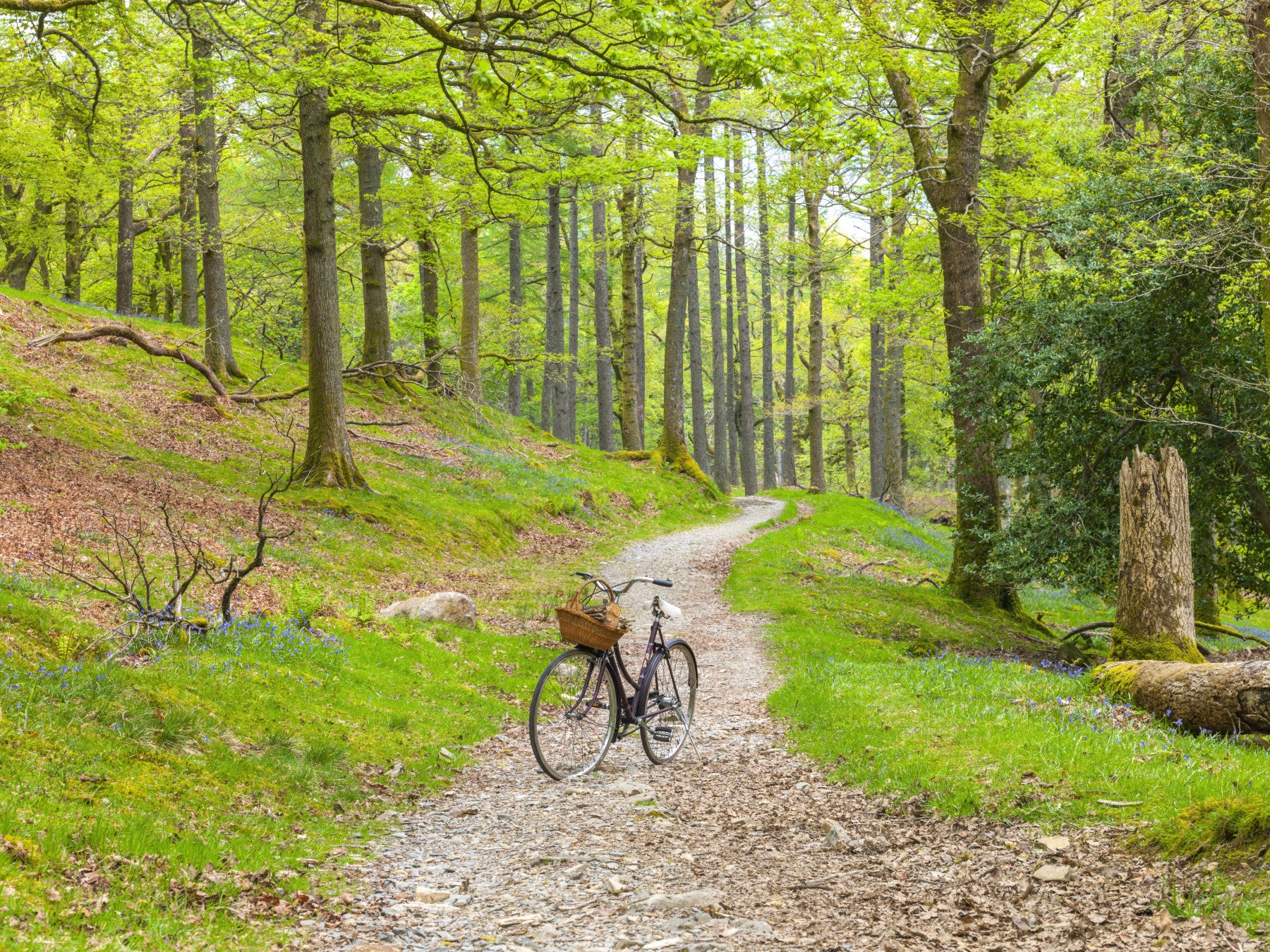 Woodland Cycle Path vægmaleri