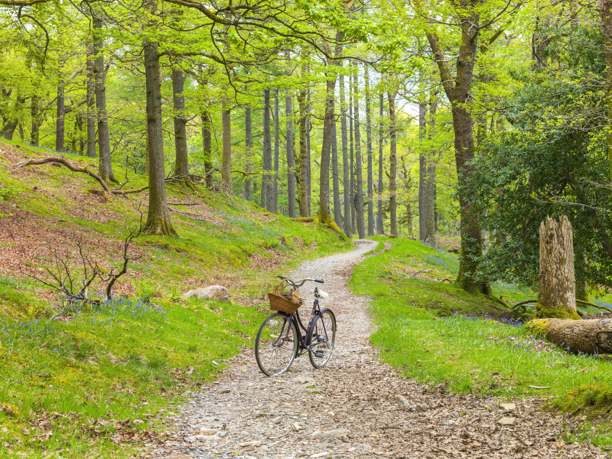 Mur de la piste cyclable des bois. in your room — zoomed