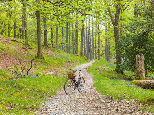 Woodland Cycle Path Mural