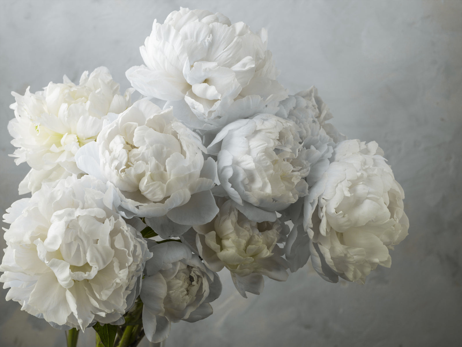 Bunch of Peonies Wall Mural in your room
