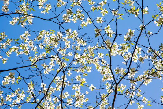 Dogwood Dream Blumen Wandmalerei