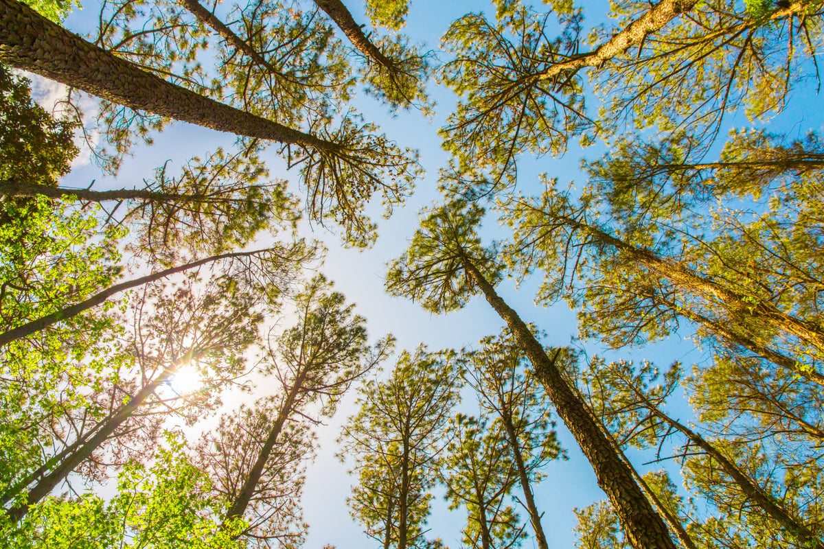 Skyward Trees Wallpaper for Walls: Nature's Beauty Wall Mural in your room