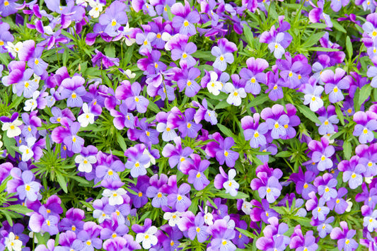 Pansy Bloom Purple Floral Mur Mural