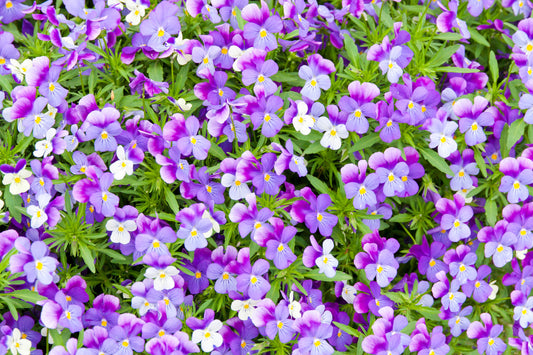 Pansy Bloom Purple Blumen Wandmalerei