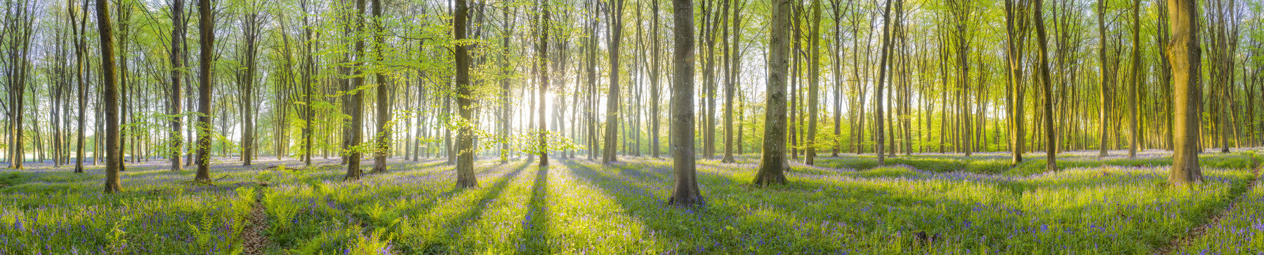 Forest Illuminated Wall Mural