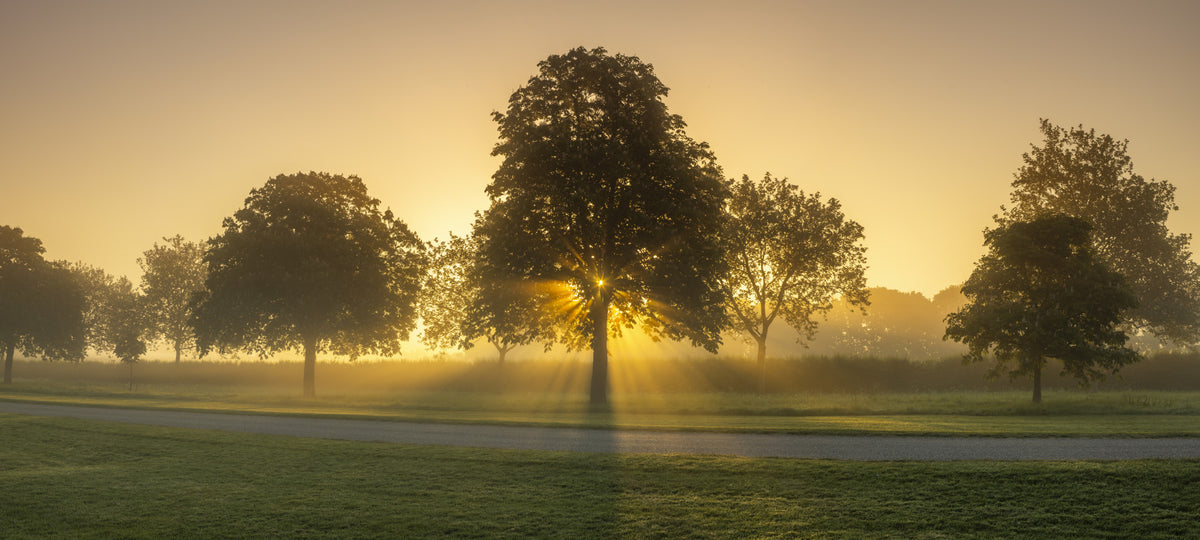 Morning Radiance Wall Mural in your room