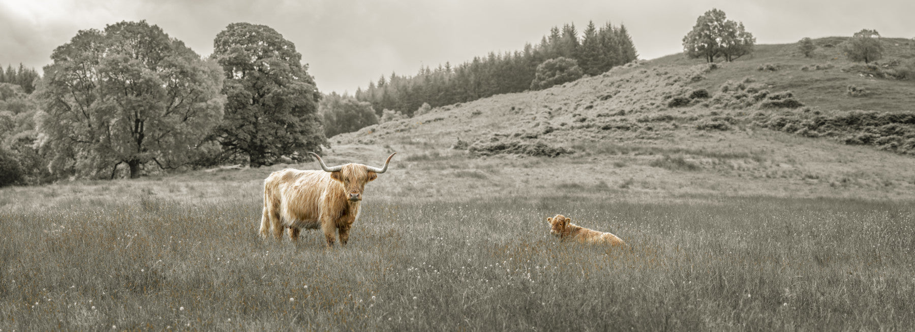 Highland Cow græsning vægmaleri
