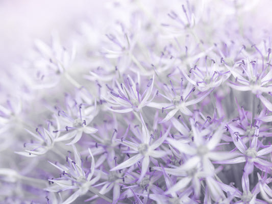 Allium Blumen Wandmalerei