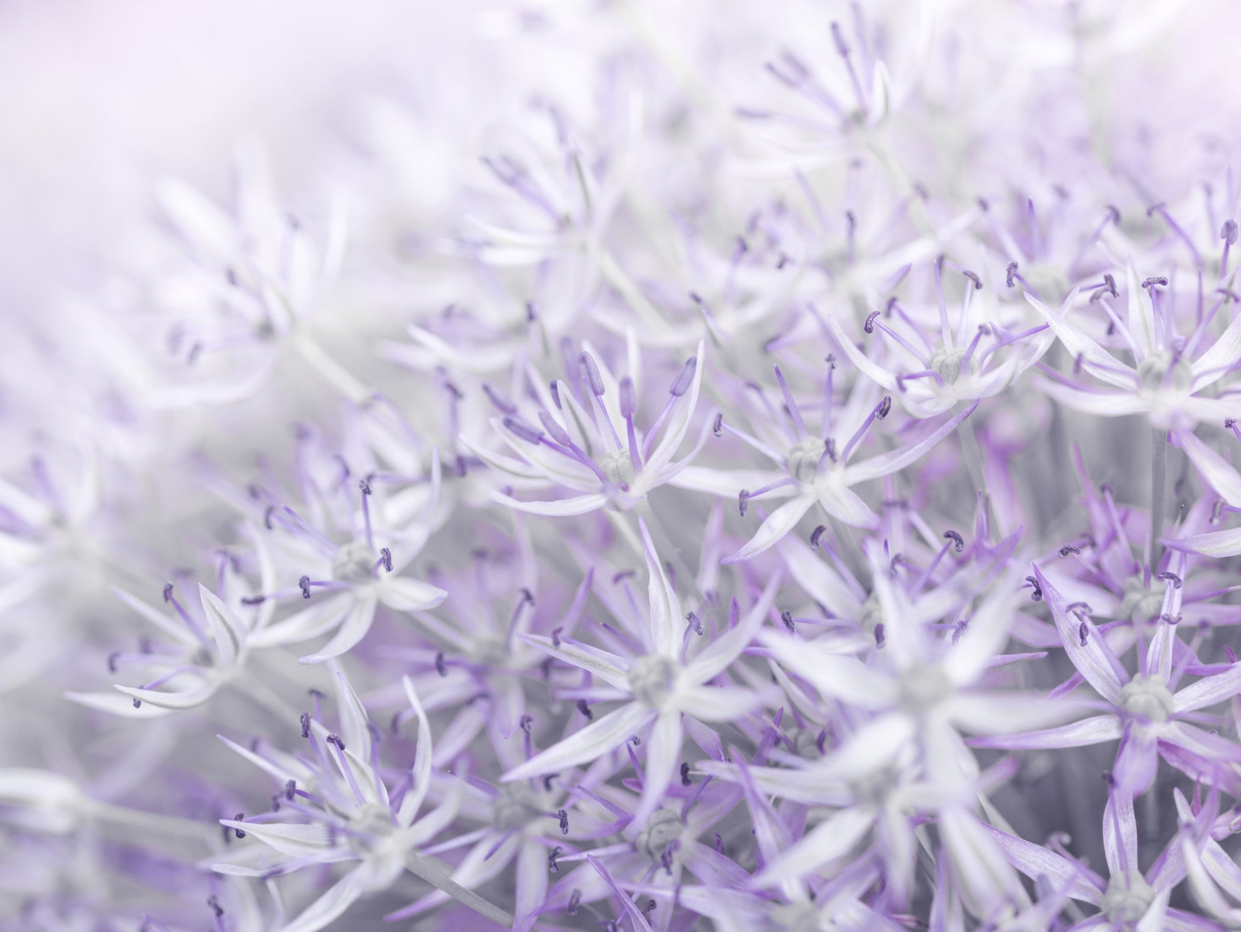 Allium Blumen Wandmalerei