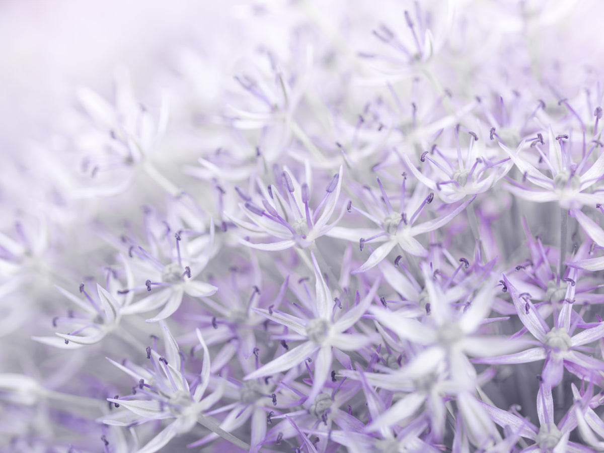 Allium Flowers Wall Mural in your room — zoomed
