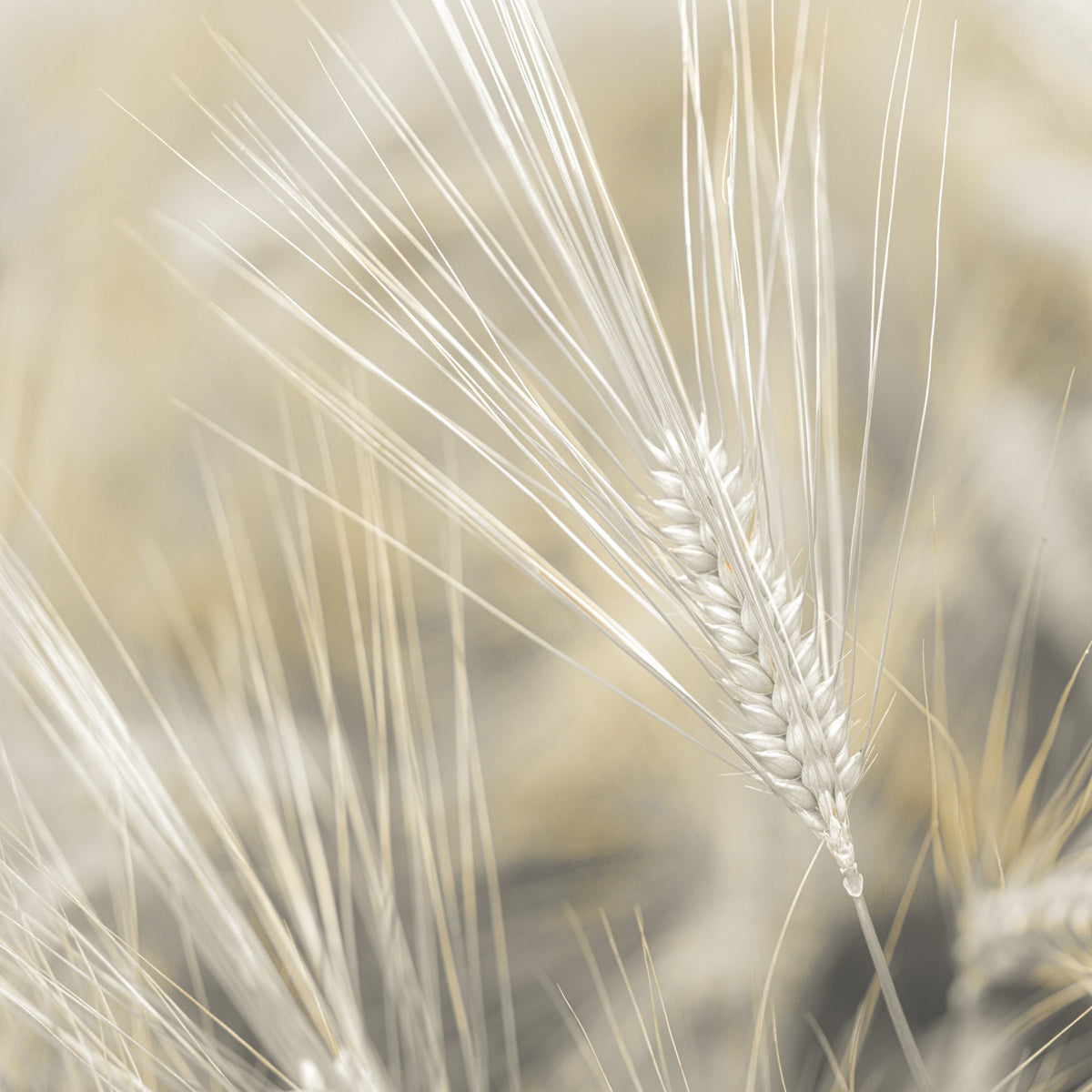 Wheat Wonders Wall Mural in your room