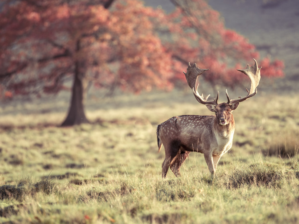 Stag Roaming Free Wall Mural in your room — zoomed