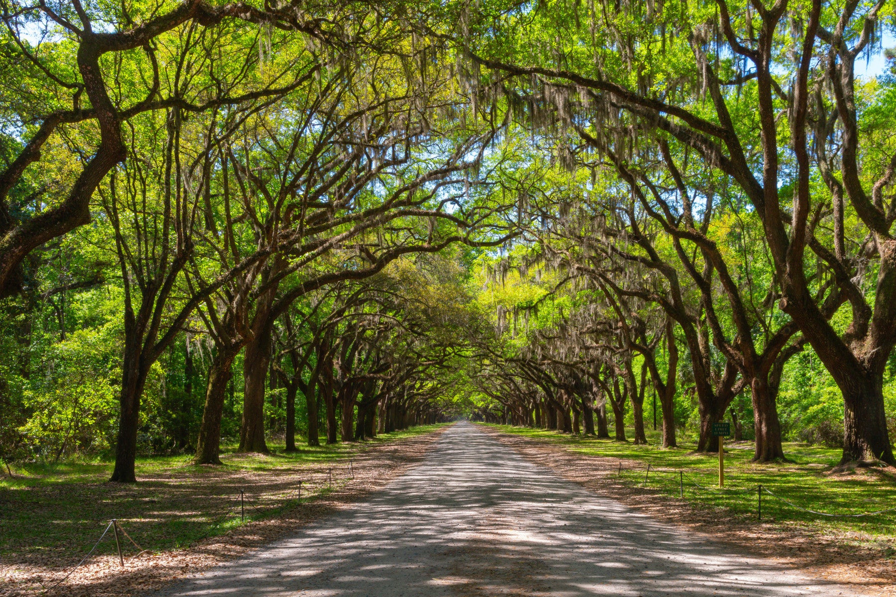 Canopy of Oaks with Spanish Moss Wall Mural