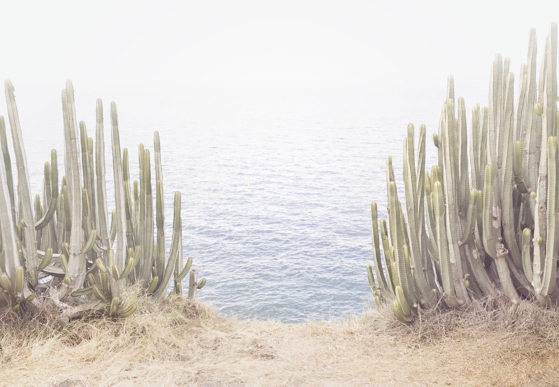 Coastal Cactus  Wall Mural