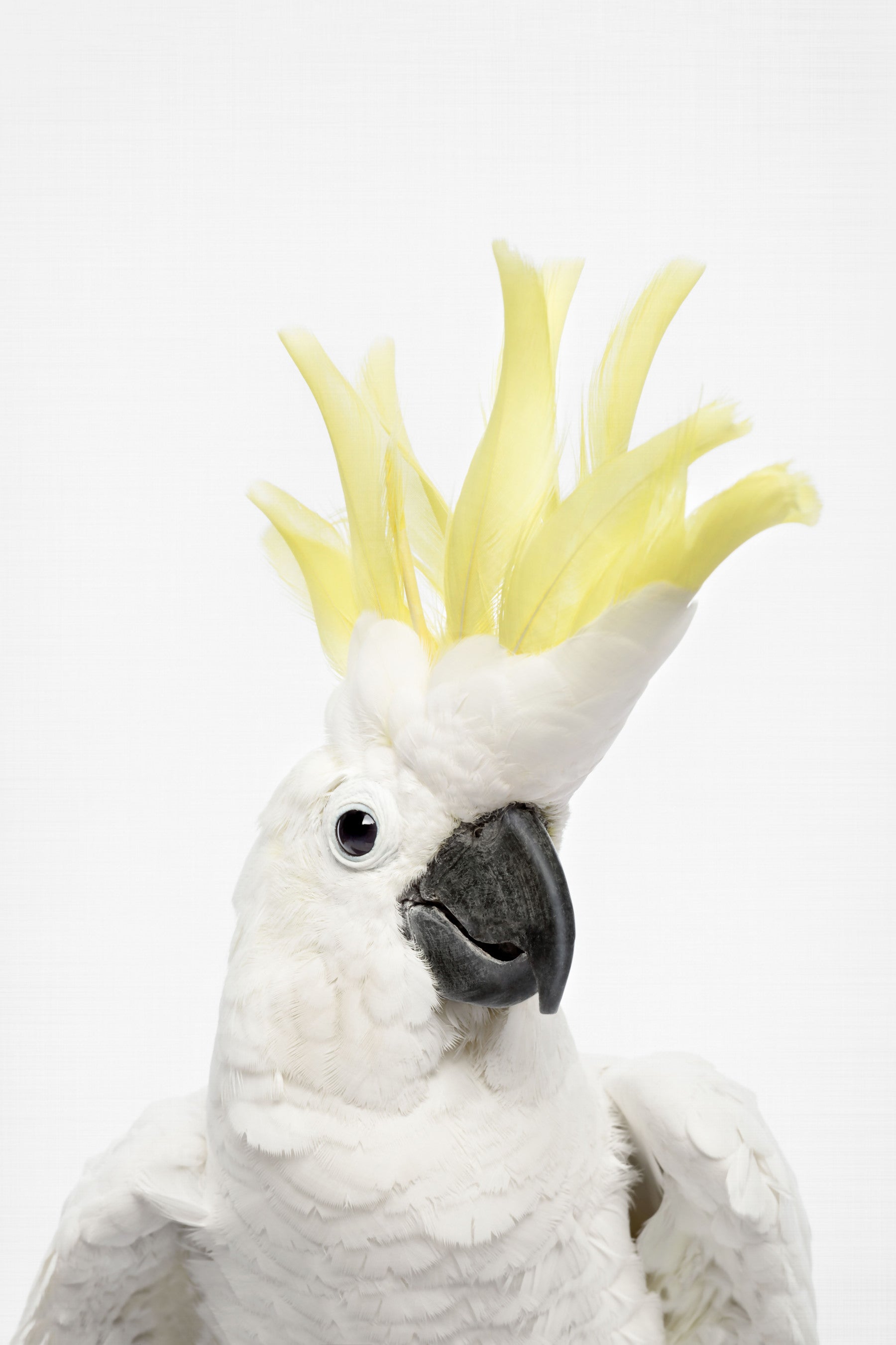 Cockatoo vägg väggmålning