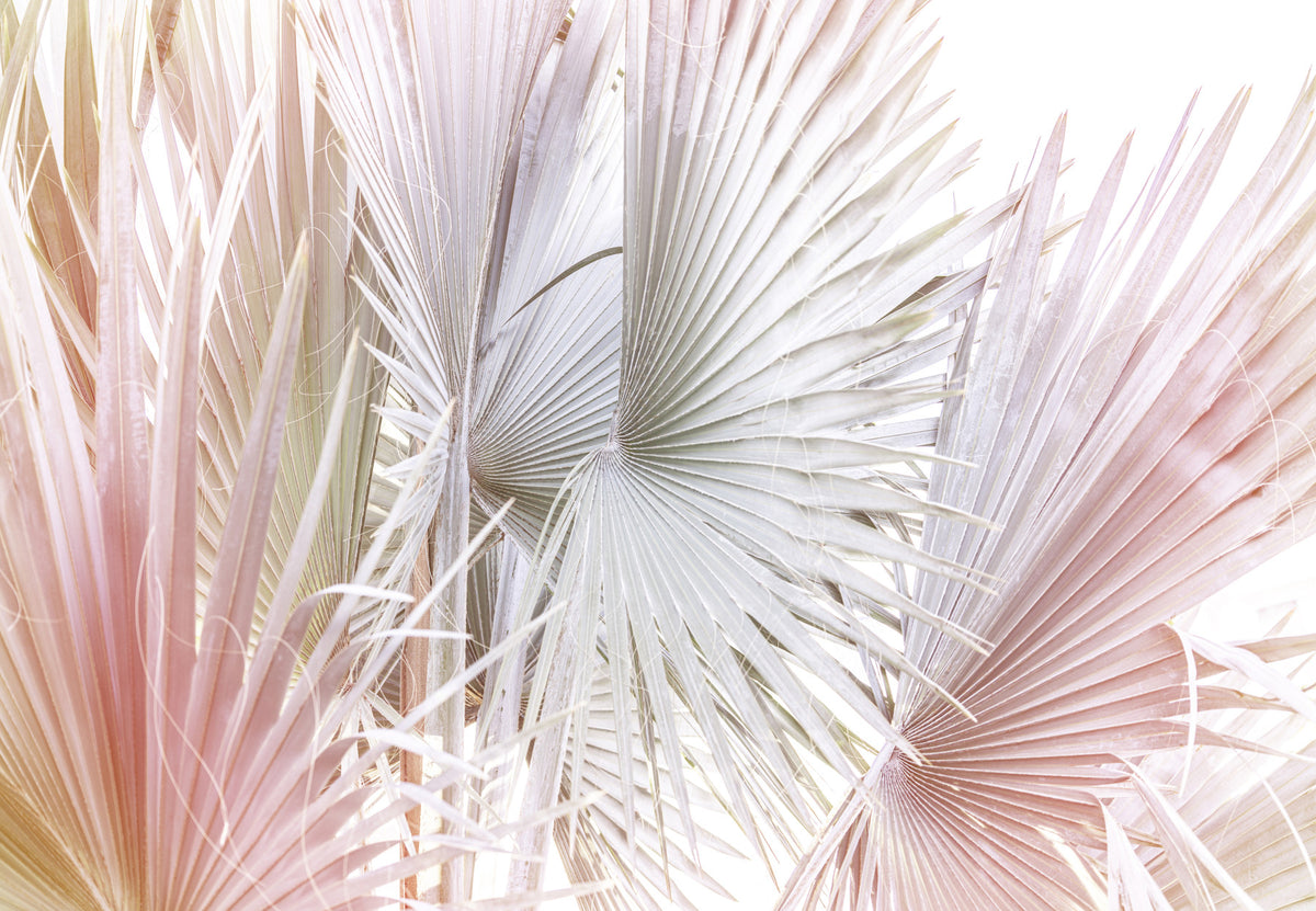 Silver Fan Palm Wall Mural