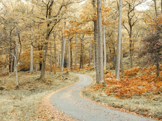 Straße durch Waldwand Wandgemälde