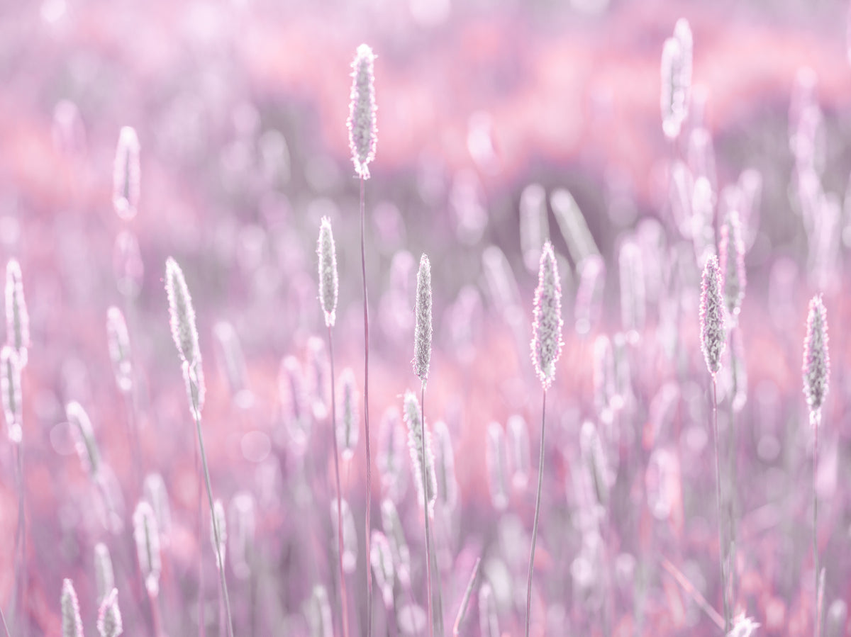 Peinture murale de prairie rose in your room