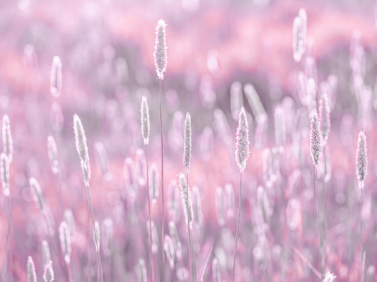 ピンクの牧草地の壁の壁画