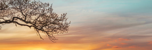 Branches at the Edge of Sunset Wall Mural