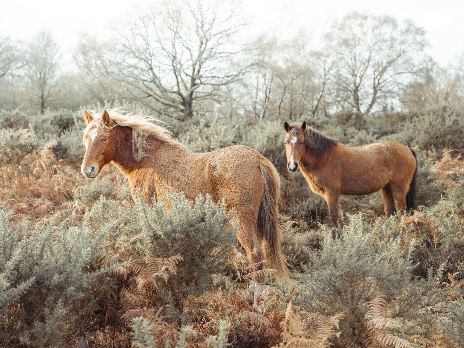 Wild Horses Wall Mural in your room — zoomed
