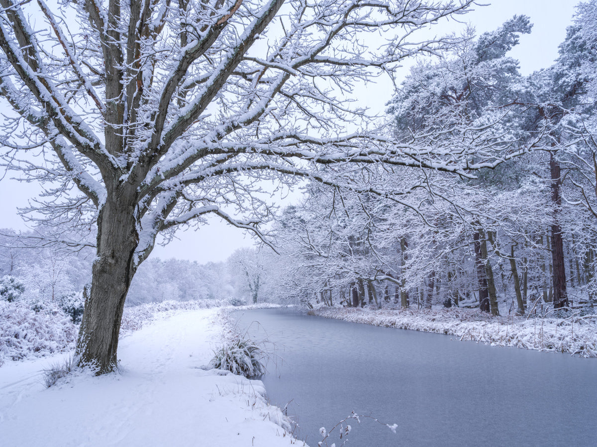 Frozen Wonderland Wall Mural in your room — zoomed