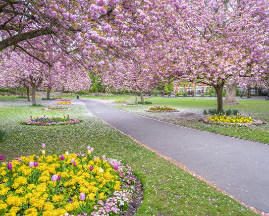 Park -Schönheit Wandmalerei