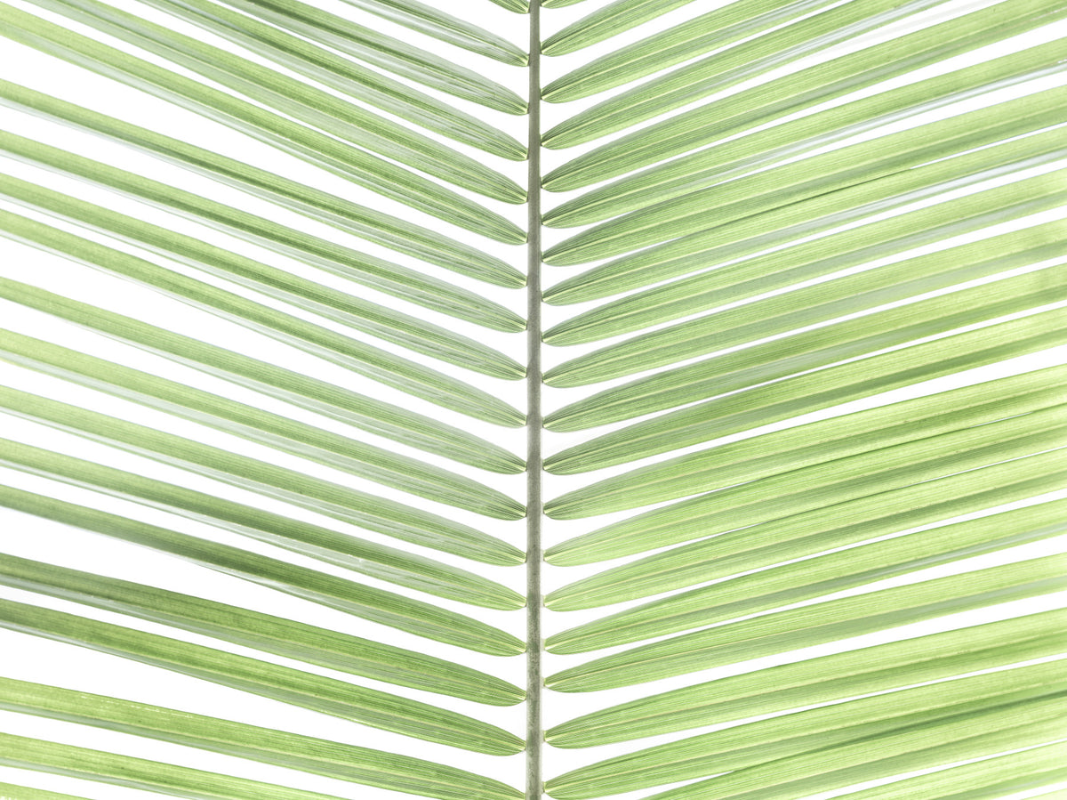 Palmwedel -Frische Wandmalerei in your room