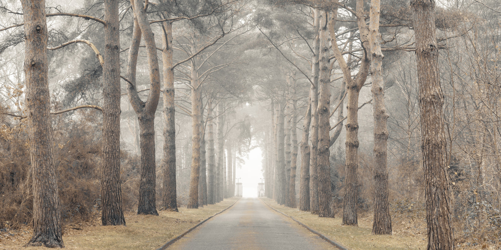 Avenue of Aspiring Giants Wall Mural